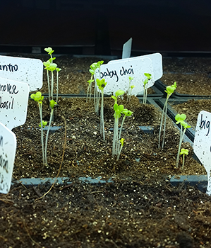 Baby bok choi