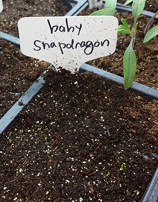 Snapdragon