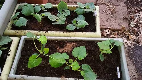 Cucumbers and Zucchini