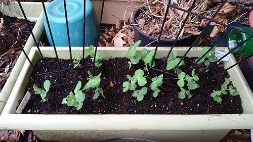 Peas with trellis 1