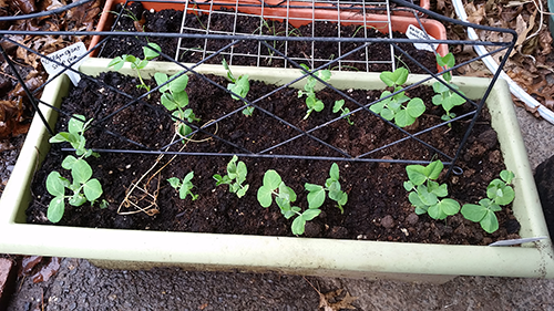 Peas with trellis 2