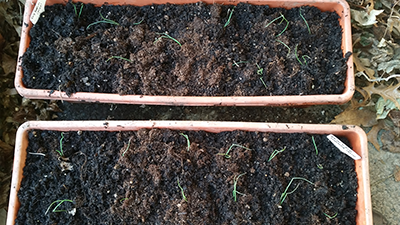 Planting onions