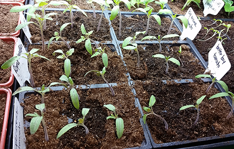 Thinned tomatoes