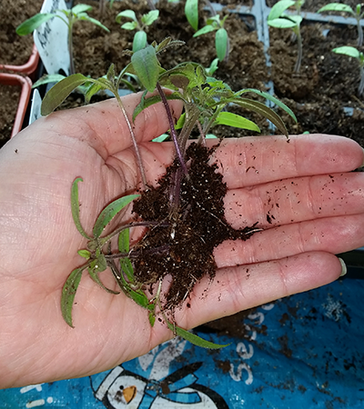 Thinning tomatoes