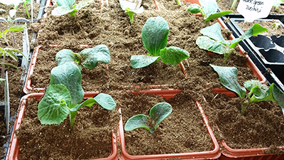 Transplanted zucchini